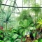 Tropical Greenhouse - png grátis Gif Animado