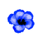 Tropical.Flower.Blue - PNG gratuit GIF animé