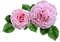 Rosen Pink - png gratuito GIF animata