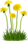 Kaz_Creations Deco Flowers Dandelion Flower