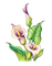 kikkapink deco summer tropical flowers - 免费PNG 动画 GIF