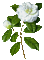 mozgó rózsa - Δωρεάν κινούμενο GIF κινούμενο GIF
