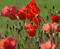 anemones - Nitsa P - Free animated GIF Animated GIF