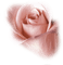 Tube Rose - фрее пнг анимирани ГИФ