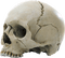 skull by nataliplus - Free PNG Animated GIF