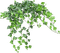 planta - besplatni png animirani GIF