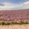 Field with Pink Flowers - gratis png geanimeerde GIF