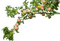 Fruits - png gratuito GIF animata