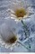 kwiat - besplatni png animirani GIF