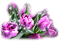 fleur violette.Cheyenne63 - ingyenes png animált GIF