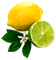 lemon fruit bp