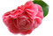 flower-rose-pink