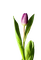 tulips - бесплатно png анимированный гифка