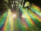 forest - Besplatni animirani GIF animirani GIF