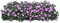 purple flowers - png gratis GIF animasi