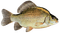 poisson - 免费PNG 动画 GIF