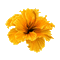Экзотический желтый цветок - GIF animé gratuit