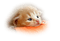 cat - 免费PNG 动画 GIF