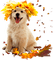 dog - безплатен png анимиран GIF