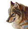 wolf - kostenlos png Animiertes GIF