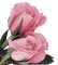 rose rose.Cheyenne63 - gratis png animeret GIF