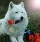 dog with flower bp - PNG gratuit GIF animé