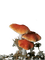 maj champignons - PNG gratuit GIF animé