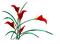 fleur rouge.Cheyenne63 - δωρεάν png κινούμενο GIF
