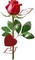 rosa roja - GIF animado gratis