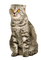 Kaz_Creations  Cats Cat Kittens Kitten - Free PNG Animated GIF