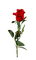 rose anastasia - gratis png geanimeerde GIF