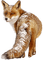 fox bp - bezmaksas png animēts GIF