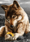 wolf - 免费动画 GIF 动画 GIF