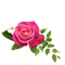 kikkapink spring pink purple deco rose - Free PNG Animated GIF