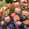 Rena Hintergrund Background Roses Rosen - ingyenes png animált GIF
