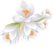 Kaz_Creations Deco Flowers Flower White