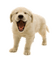 Kaz_Creations Dog Pup - zdarma png animovaný GIF