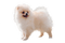 Kaz_Creations Dogs Dog Pup 🐶 - kostenlos png Animiertes GIF