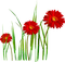 Flowers.Red.Yellow - zadarmo png animovaný GIF