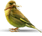 Kaz_Creations Bird Birds - безплатен png анимиран GIF