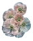 Mohnblumen - gratis png geanimeerde GIF