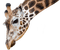 Giraffe bp - ilmainen png animoitu GIF