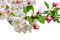 Spring Blossom - png gratis GIF animasi