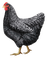 Kaz_Creations Chicken - ingyenes png animált GIF