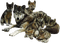 Tube Animaux Loup - 免费PNG 动画 GIF