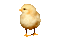 Chicken Easter  Yellow Gif - Bogusia - Bezmaksas animēts GIF animēts GIF