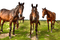 Chevaux - 免费PNG 动画 GIF