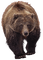 bear, karhu, forest animal, metsäneläin