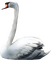 oiseau - png gratuito GIF animata