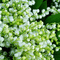 Lily of the Valley gif background - Free animated GIF Animated GIF